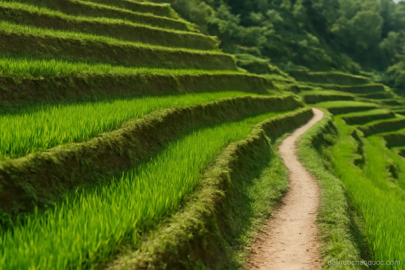 small terraced fields stepping up a hillside with a narrow farm road winding between them